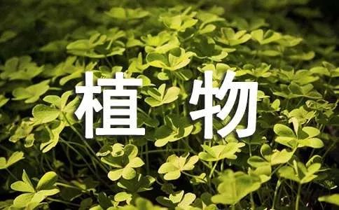 观察植物的日记