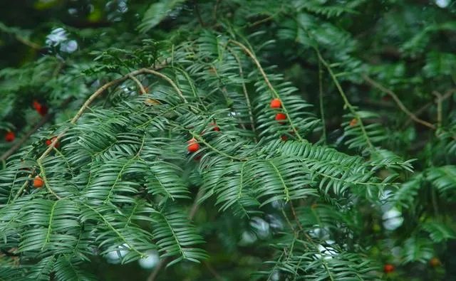 福建7地入选“中国森林氧吧”,分别是哪7个?