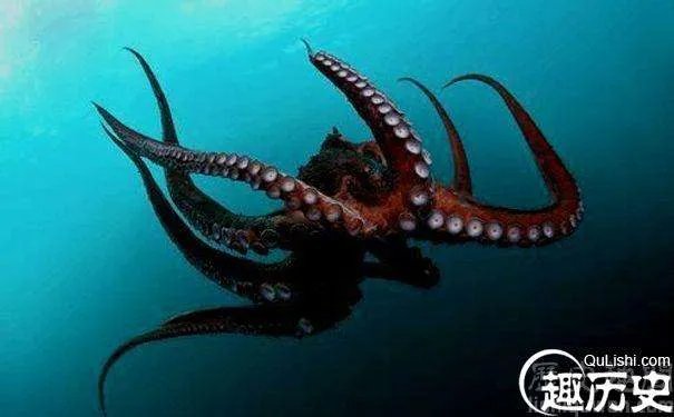 章鱼是一种十分复杂的生物,章鱼的血为什么不是红色是蓝色的?