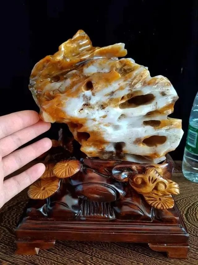 真正的树化石价格