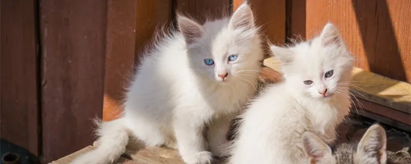 土耳其安哥拉猫怎么看多大了 安哥拉猫和狮子猫区别