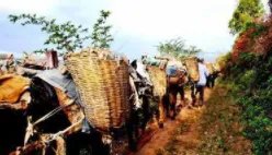 古代“茶马互市”是什么时候兴起的？茶马互换制度是怎么样的？