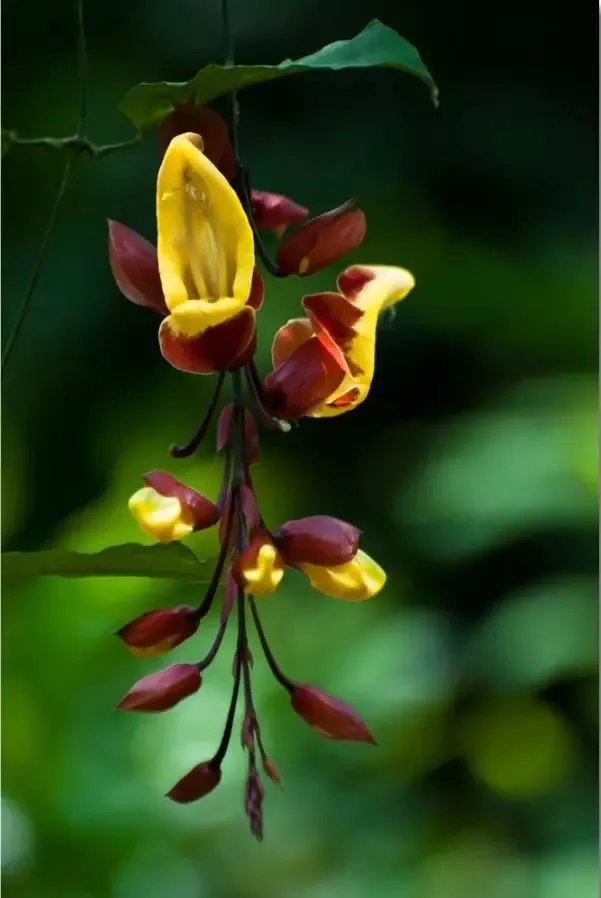 【绿植】开花露峥嵘（上）