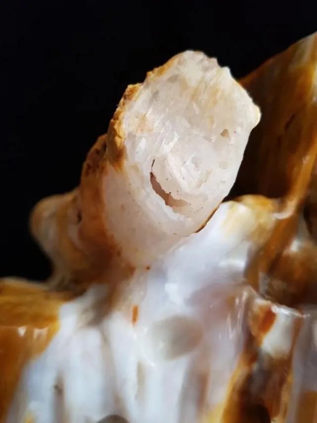 真正的树化石价格