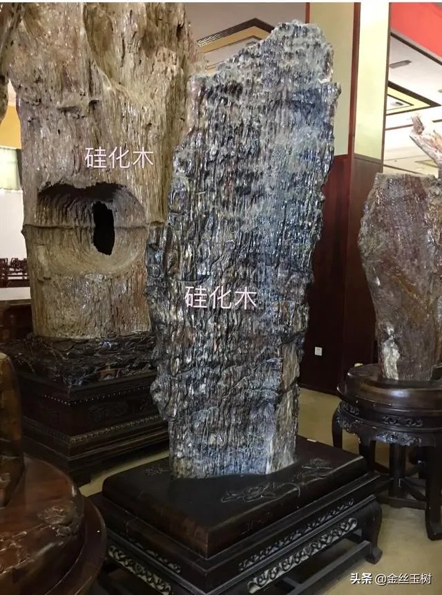 真正的树化石价格