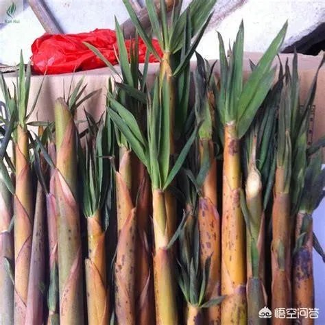 苦竹笋有什么功效？