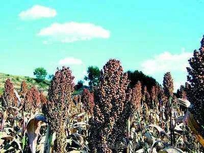 山西特产有哪些？