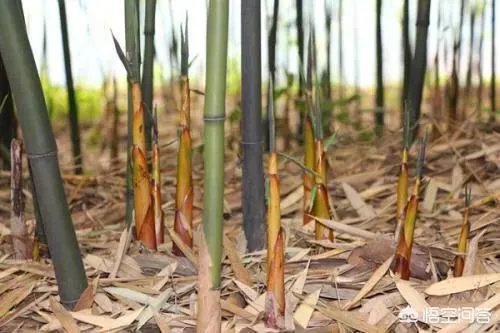 苦竹笋有什么功效？