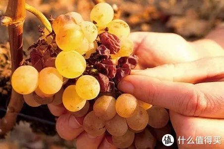 二狗的知识库 篇三:贵腐酒基础知识