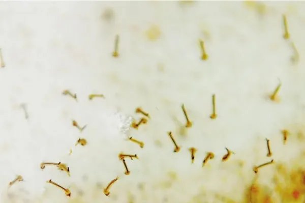 蚊子卵是什么样子的