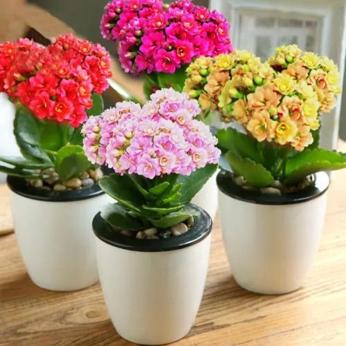 长寿花有毒吗 长寿花可以放在卧室吗