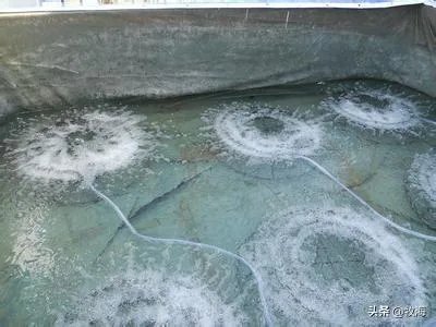 大棚养虾可靠吗？