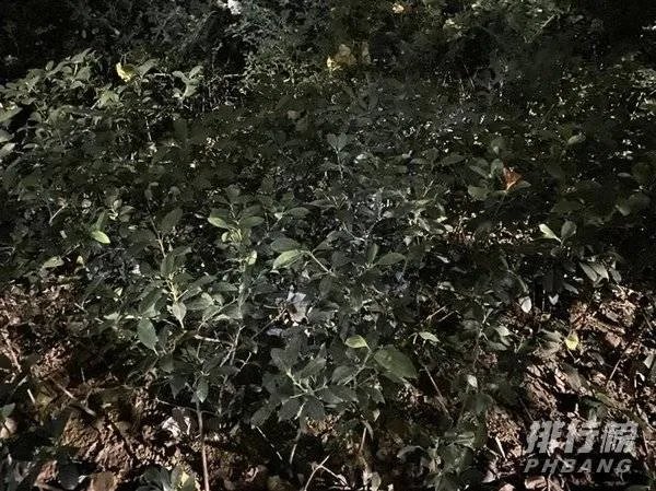 华为mate30和p40哪个拍照效果好_华为mate30和p40对比哪个好