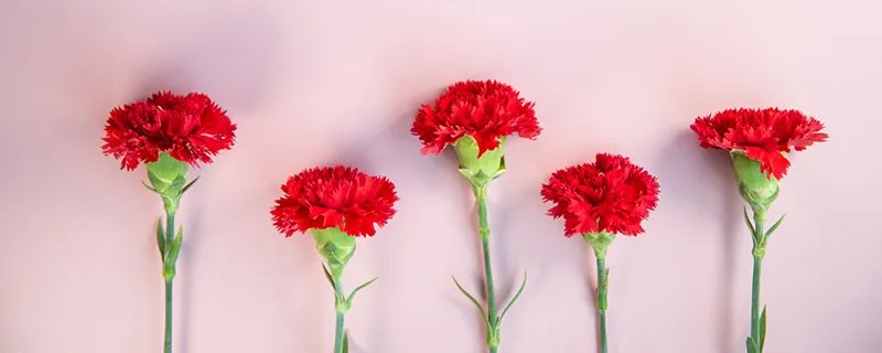 红色康乃馨花语 红色康乃馨花语是什么