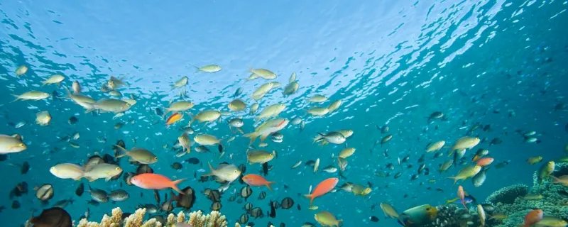 世界上最大的海是什么海