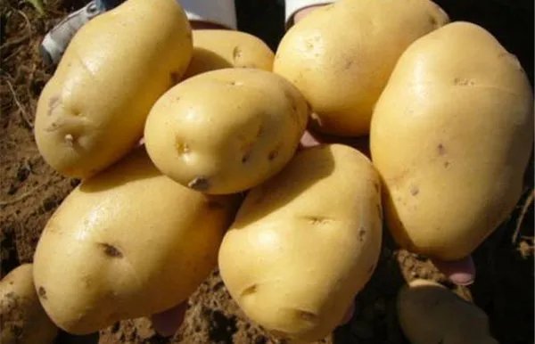 陕北特产有哪些_陕北有哪些特产可以带走