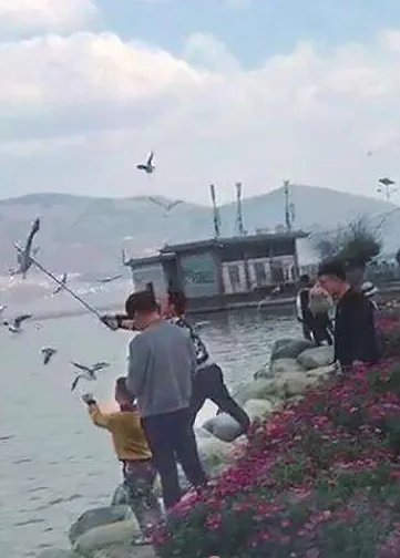 男子棒打海鸥入黑名单是否违法？