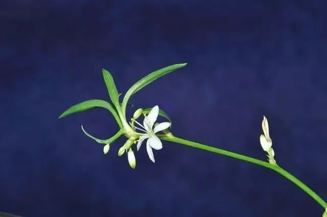 【绿植】开花露峥嵘（上）