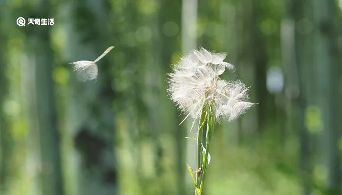 种子传播的方法