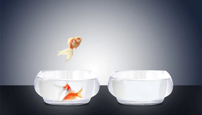 小鱼缸适合养什么鱼 小鱼缸适合养什么种类的鱼