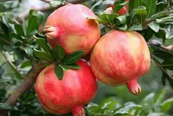 中国三大石榴之乡 云南蒙自上榜，第一唐代就开始种植