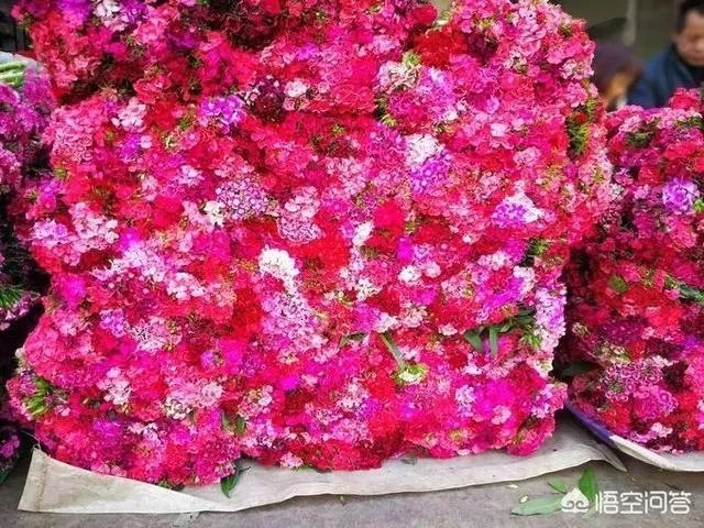 云南有哪些大的鲜花市场?