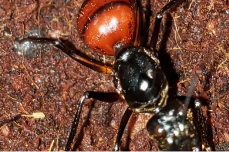 阿根廷蚁有毒吗