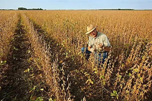 黄豆产地中国哪里最好