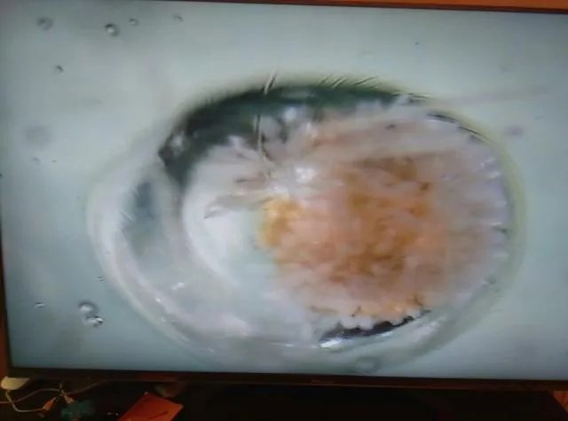 恒星的一生是怎样的？