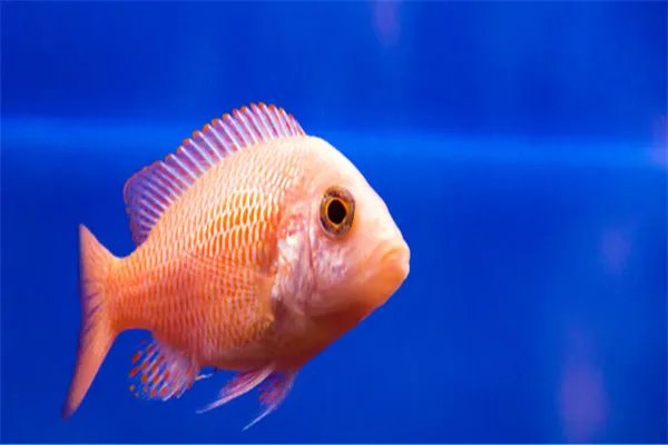 鱼的记忆真的只有7秒吗？为什么人一靠近鱼就游过来？