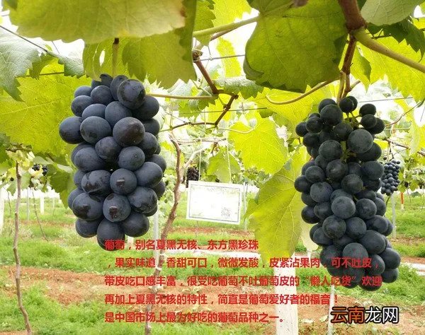夏黑葡萄的产地是什么地方
