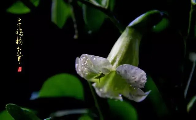 【绿植】开花露峥嵘（上）