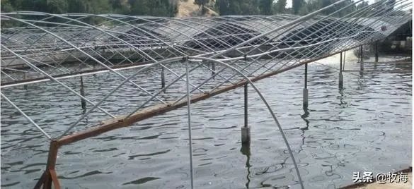 大棚养虾可靠吗？