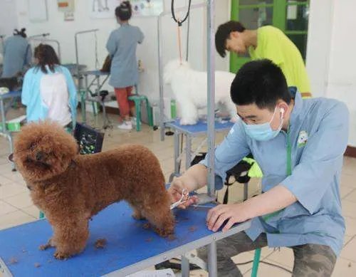 宠物美容师培训费用,宠物美容师学费多少?