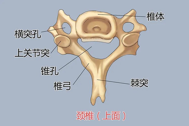 人体脊椎结构图