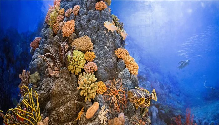 世界上最大的海是什么海