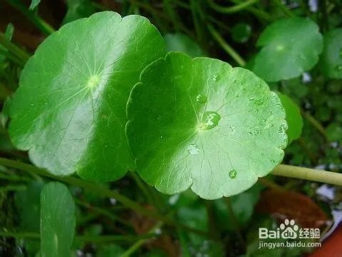 水培金钱草怎么养