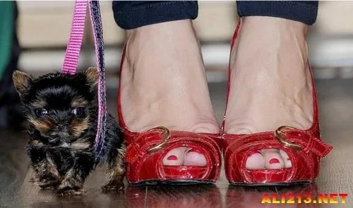 世界上最小的狗:努力长了好久还没有一只仓鼠大