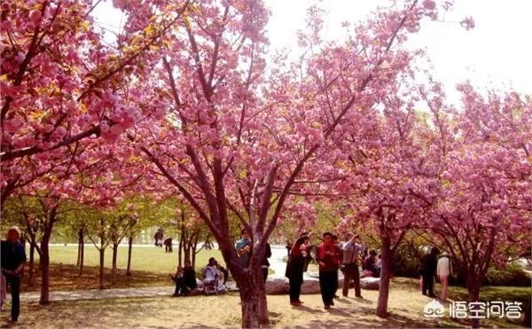 北京玉渊潭的樱花开了吗?