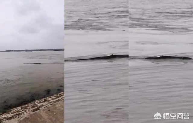 前几天出现的“三峡水怪”是什么，会是未知的生物吗？