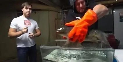 男子把鱼放干冰冷冻 奇迹出现了（图）