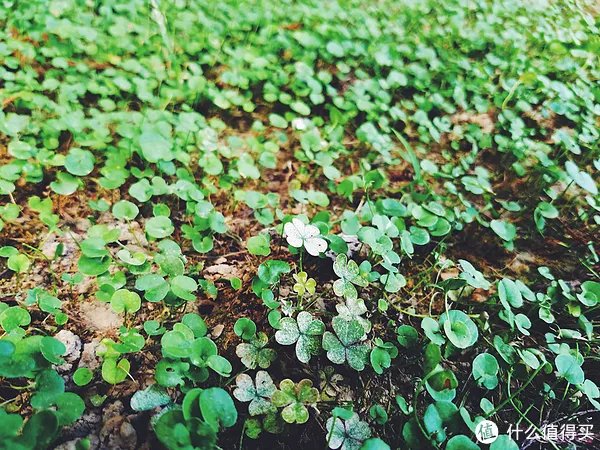 #一次过#迅雷:应版权方要求无法下载,怎么办? 让我用三步拯救你的电影吧