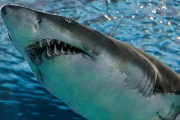 十大最大的海洋生物排名，第一是蓝鲸，虎鲸上榜