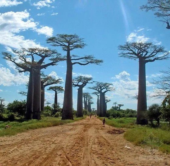 科学家发现大片隐形森林 地球上七座最奇特森林盘点
