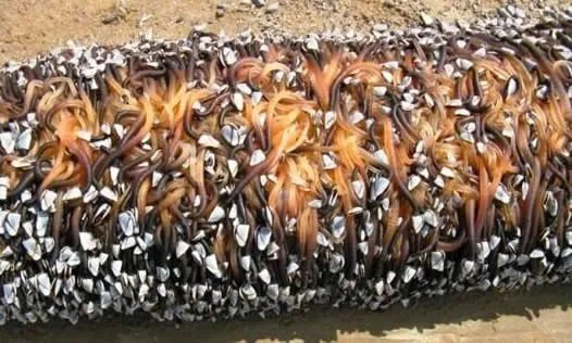 小伙海滨发现海滨一浮木 看到后直哆嗦(组图)