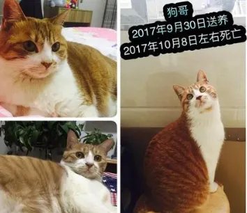 收养9猫为何相继摔死？