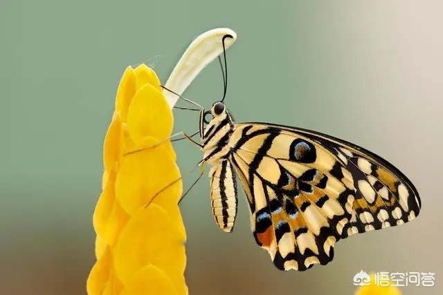 摄影作品，什么题材适合浅景深，什么题材适合大景深？