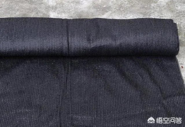 前几天出现的“三峡水怪”是什么，会是未知的生物吗？