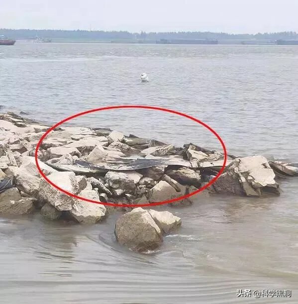 前几天出现的“三峡水怪”是什么，会是未知的生物吗？