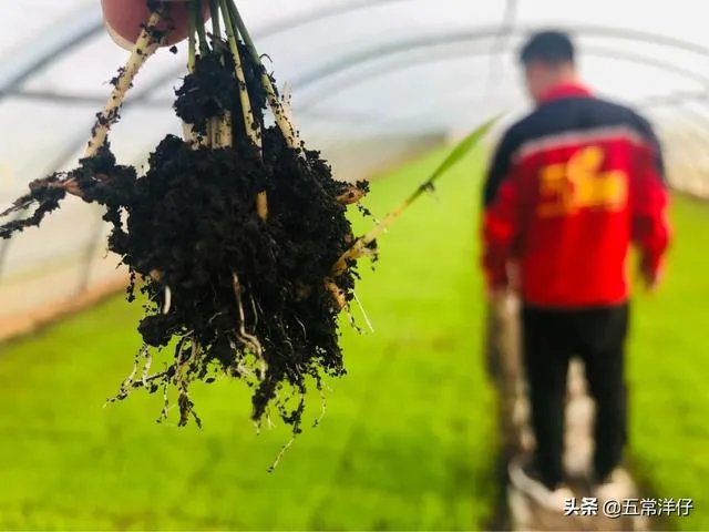 中国南北的水稻